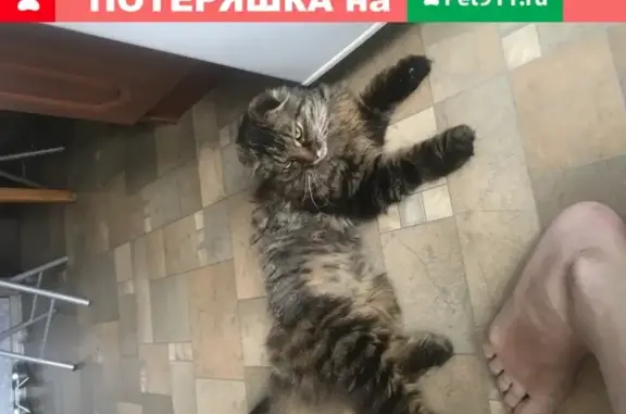 Найден котик в Калужской области.