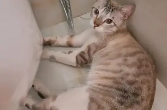 Найден Тайский кот в Химках