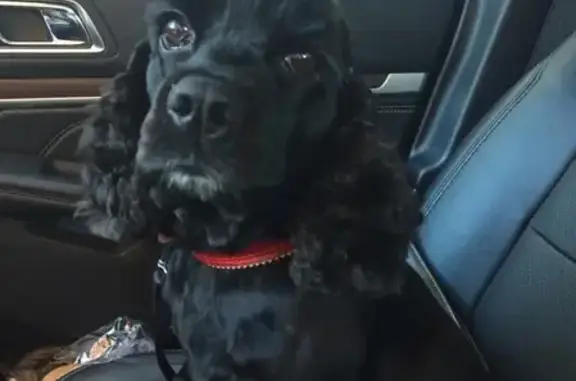 Найдена собака в Дубне, ищет семью.