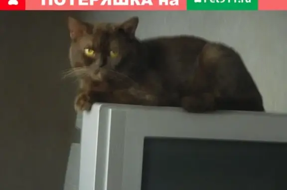 Пропали кот и кошка в СНТ Авангард, Волгоград.