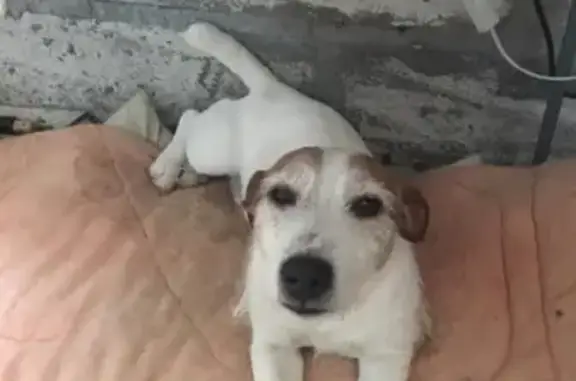 Пропала собака в Краснодаре: кобель породы Джек Рассел, снт Химик, Яблоневая, тел. 89180865212
