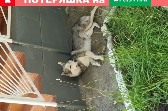Собака найдена в Пензе на 2-м Военном городке (17)