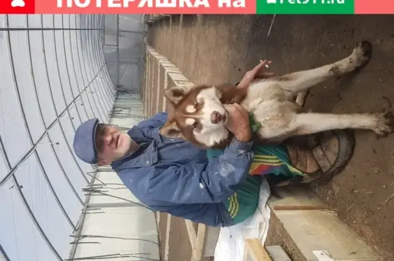 Пропала собака Тор в селе Шагаровка, Белгородская область