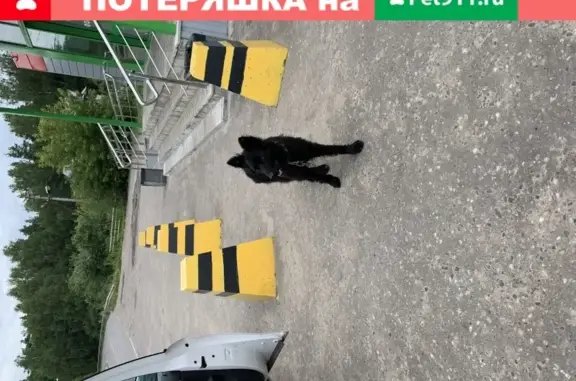 Найдена чёрная собака с ошейником в Марьино