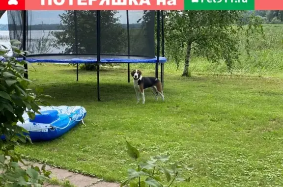 Найдена собака в Лопотово, похожа на Эстонскую гончую.