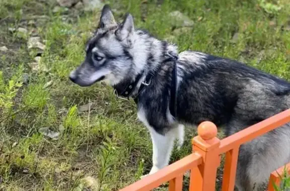 Пропала собака Фурия возле метро Первомайская
