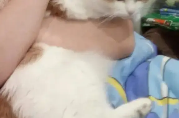 Кошки потеряшки, Ярославль, фото: Потеряшка кошка Селена в Ярославле