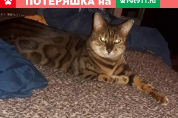 Пропала кошка Бенгалка на улице Алма-Атинской, Москва