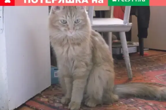 Пропал кот Марс в Барнауле.