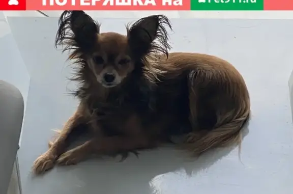 Пропала собака в Химках, Русский той-терьер, вознаграждение гарантировано!