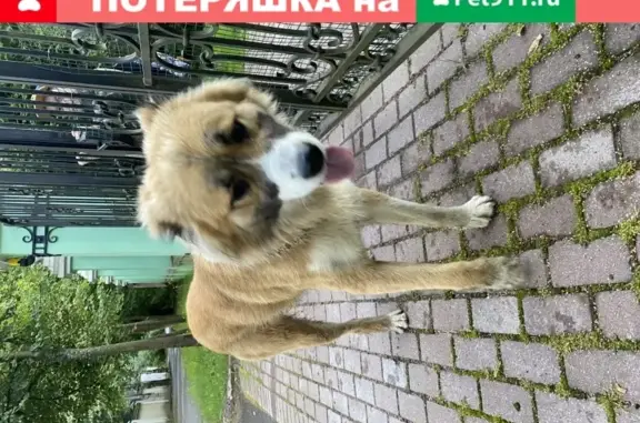 Найден пес на ул. Ермоловой, тел.89266301232