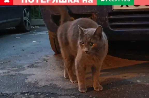Найдена серая кошка на 1-м Монетчиковском, 8