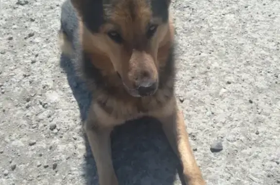 Найдена собака в поселке Мельница, Белоярский городской округ
