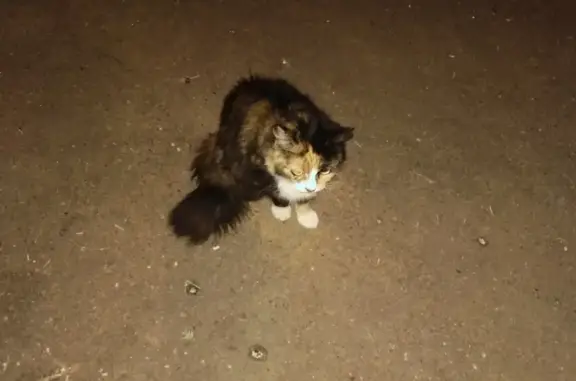 Потерянная домашняя кошка найдена в Москве