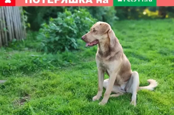 Найдена собака в Калужской области