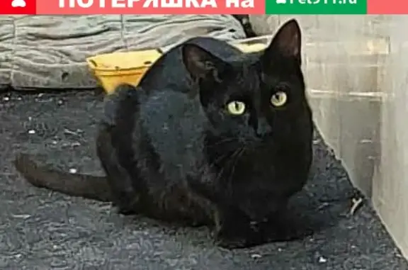 Найдена чёрная кошка возле магазина Азбука вкуса на Хорошевском шоссе