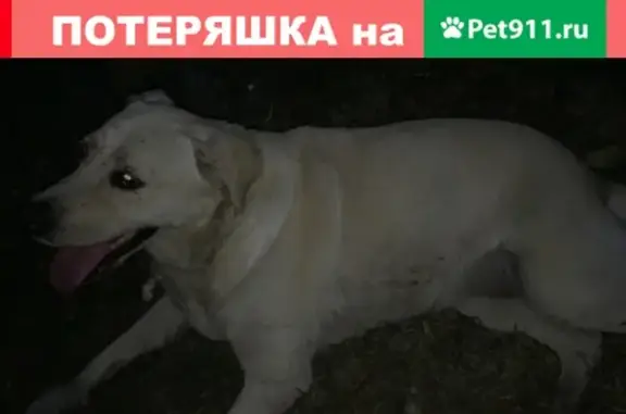 Найдена добрая собака на ул. Нахимова