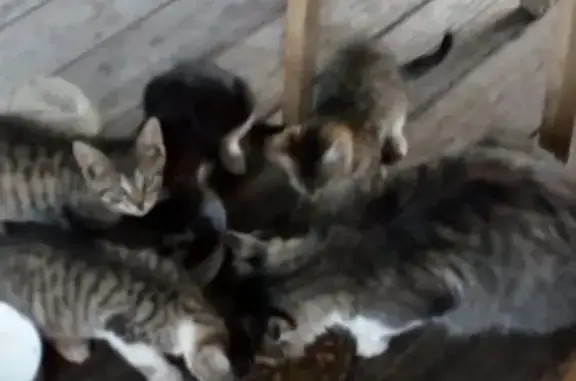 Найдена кошка с котятами в Дер. Козино, Волоколамское ш.
