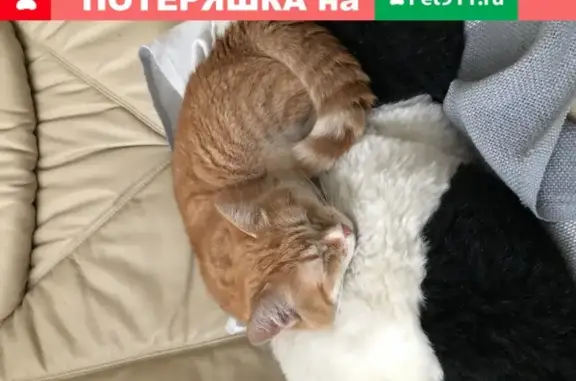 Найдена рыжая кошка на Нижнем Кисельном пер., Москва