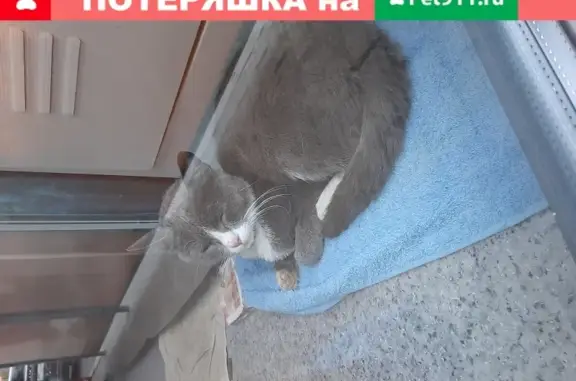 Найдена кошка рядом с метро М. Рокоссовского, в ошейнике Россия, Москва, Откр. шоссе 12с4