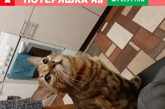 Пропала кошка Бенгал в Самаре, Пугачёвский тракт, 55