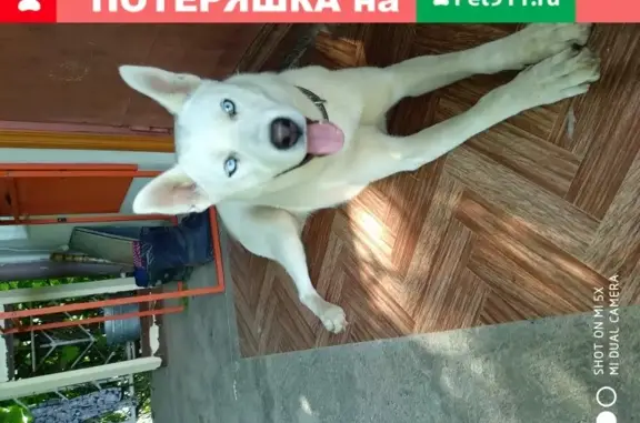 Найдена собака с ошейником в Алексине