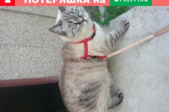 Пропала кошка на Персиковом переулке, Симферополь