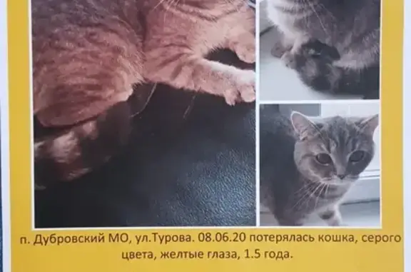 Пропала кошка, Москва