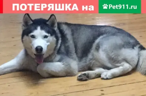 Пропала собака, Подольск