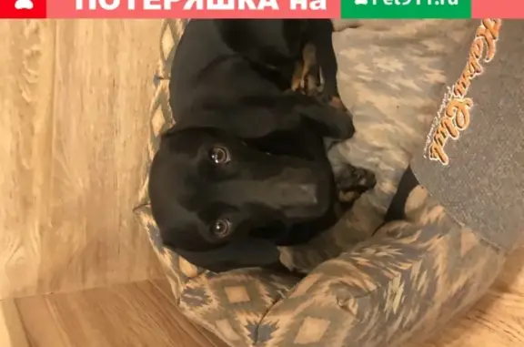 Найдена собака, Новосибирск