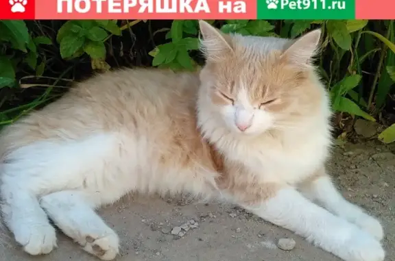 Пропала кошка, Волжский