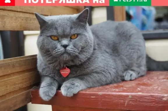 Пропала кошка, Наро-Фоминск