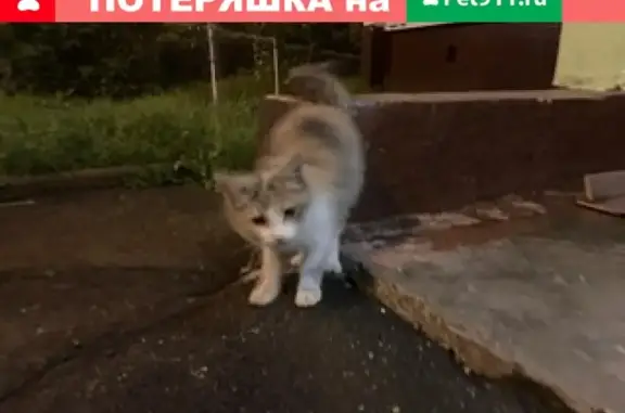 Найдена кошка, Москва