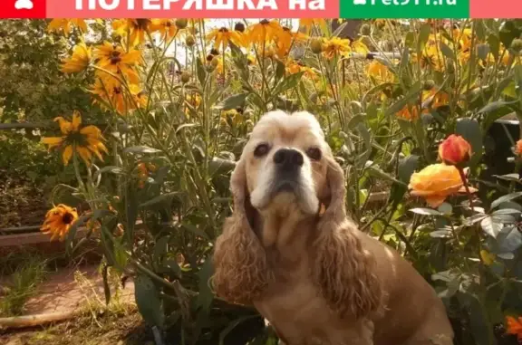 Собаки потеряшки, Нижний Новгород, фото: Потеряшка собака у озера Светлоярское