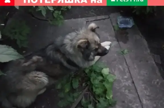 Найдена собака, Липецк