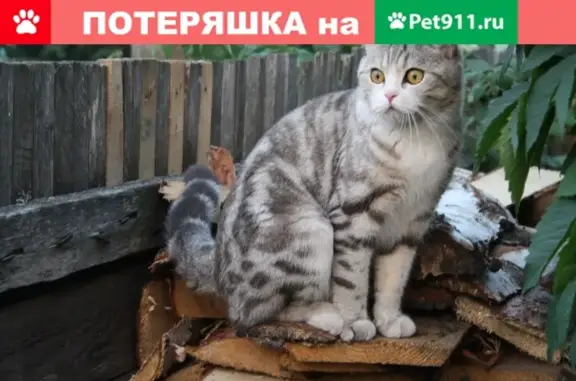 Пропала кошка, Томск