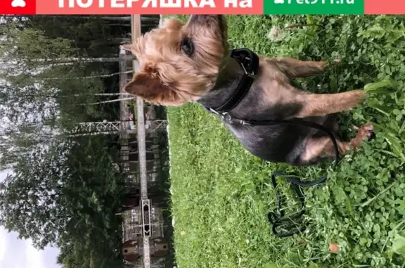 Пропала собака, Москва