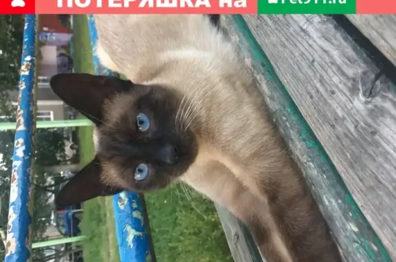 Найдена кошка, Курск