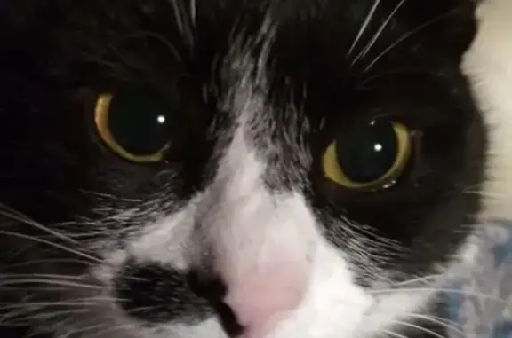 Объявления о пропавших и найденных животных, Санкт-Петербург, фото: Пропала кошка, д. Вирки, Всеволожский р-н