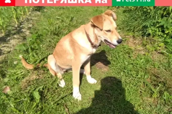 Найдена собака, Кострома