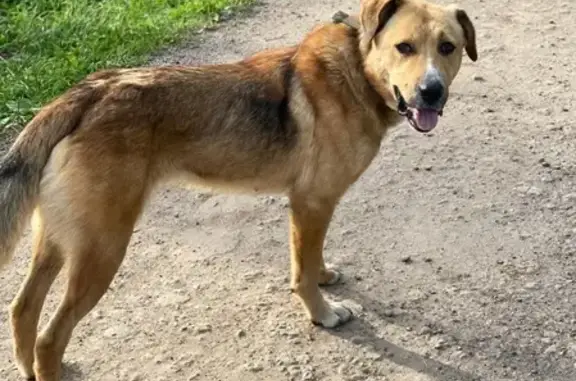 Найдена собака, Солнечногорск