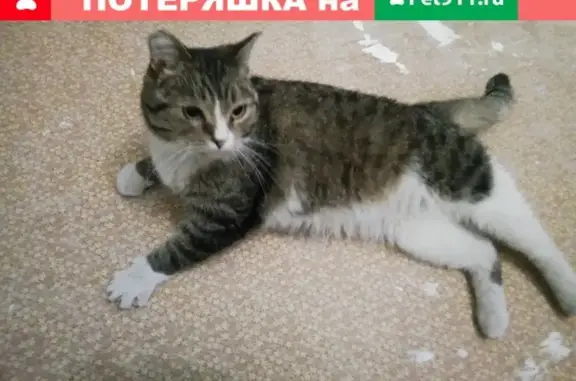Найдена кошка, Екатеринбург