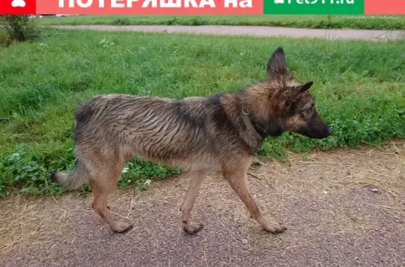 Найдена собака, Санкт-Петербург