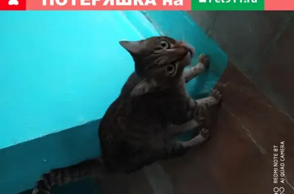 Найдена кошка, Уфа