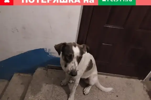 Найдена собака, Севастополь