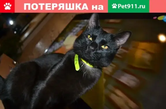 Кошки потеряшки, Санкт-Петербург, фото: Потеряшка кот, СПб, ул. Сикейроса 17,к.2