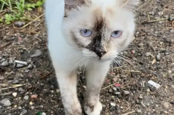 Найдена кошка, Пушкино