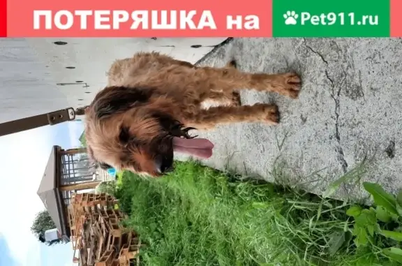 Найдена собака, Первоуральск