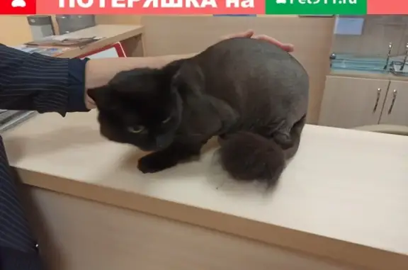 Найдена кошка, Новосибирск