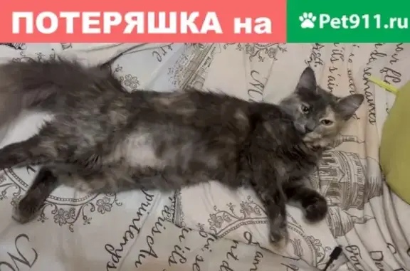 Пропала кошка, Пятигорск